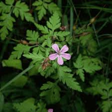 Attēlu rezultāti vaicājumam “Geranium robertianum”