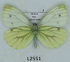 Attēlu rezultāti vaicājumam “Pieris napi male”