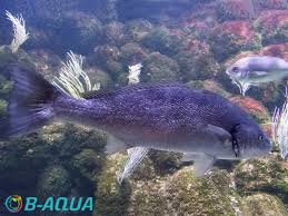 Image result for Umbrina cirrosa