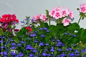 Image result for Lobelien