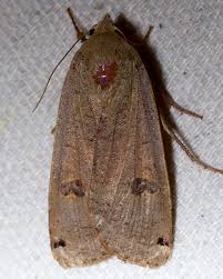 Attēlu rezultāti vaicājumam “Noctua pronuba”