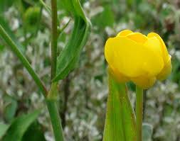 Attēlu rezultāti vaicājumam “Ranunculus lingua bud”