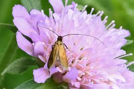 Attēlu rezultāti vaicājumam “Cauchas rufimitrella”