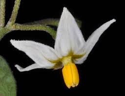 Attēlu rezultāti vaicājumam “Solanum nigrum flower”