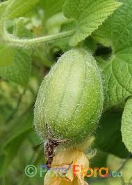 Attēlu rezultāti vaicājumam “Thladiantha dubia”