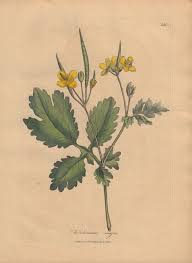 Image result for Chelidonium majus