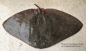 Image result for Gymnura micrura