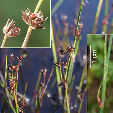 Attēlu rezultāti vaicājumam “Juncus alpinoarticulatus fruit”