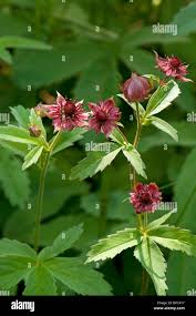 Attēlu rezultāti vaicājumam “Comarum palustre flower”