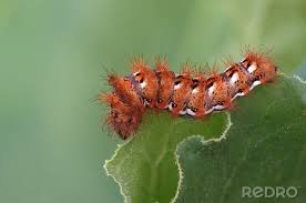 Attēlu rezultāti vaicājumam “Acronicta rumicis larva”