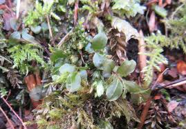 Attēlu rezultāti vaicājumam “Rhizomnium punctatum sporophyte”