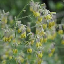 Attēlu rezultāti vaicājumam “Thalictrum minus”