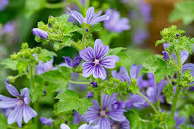 Image result for Malva sylvestris