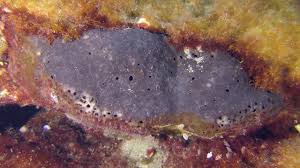 Attēlu rezultāti vaicājumam “Spongia”