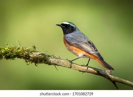 Attēlu rezultāti vaicājumam “Phoenicurus ochruros”