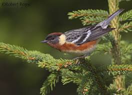 Image result for Dendroica castanea