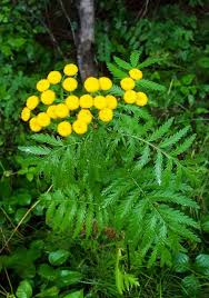 Attēlu rezultāti vaicājumam “Tanacetum vulgare leaf”