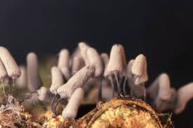 Attēlu rezultāti vaicājumam “Arcyria cinerea macro”