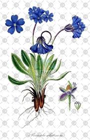 Attēlu rezultāti vaicājumam “Primula farinosa fruit”