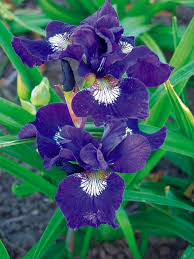 Attēlu rezultāti vaicājumam “Iris sibirica leaf”