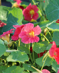 Image result for Tropaeolum minus