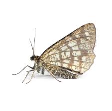 Attēlu rezultāti vaicājumam “Chiasmia clathrata”