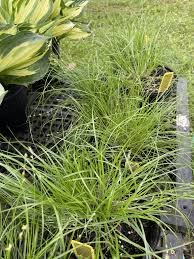 Attēlu rezultāti vaicājumam “Carex caryophyllea fruit”