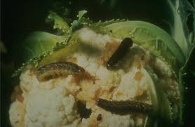 Attēlu rezultāti vaicājumam “Mamestra brassicae pupa”