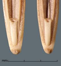 Attēlu rezultāti vaicājumam “Elytrigia repens subsp. arenosa”