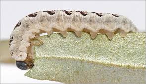 Attēlu rezultāti vaicājumam “Tenthredo scrophulariae larva”