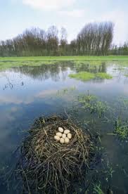 Attēlu rezultāti vaicājumam “Fulica atra eggs”