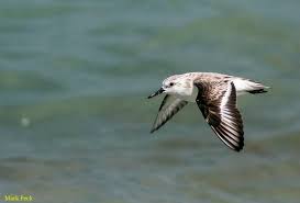 Attēlu rezultāti vaicājumam “Calidris alba adult”