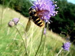 Attēlu rezultāti vaicājumam “Sericomyia silentis”