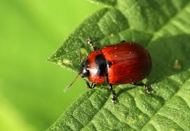 Attēlu rezultāti vaicājumam “Gonioctena viminalis”