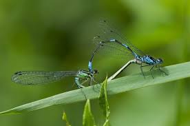 Attēlu rezultāti vaicājumam “Coenagrion pulchellum”
