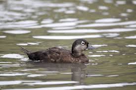 Attēlu rezultāti vaicājumam “Melanitta nigra”