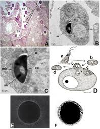 Attēlu rezultāti vaicājumam “Enteridium corticatum”