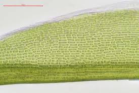 Attēlu rezultāti vaicājumam “Distichium capillaceum”