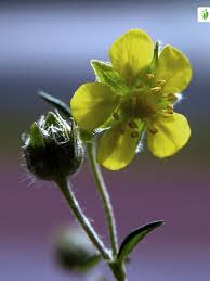 Attēlu rezultāti vaicājumam “Potentilla argentea bud”