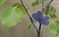 Attēlu rezultāti vaicājumam “Vacciniina optilete female”