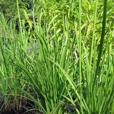 Image result for Schnittknoblauch