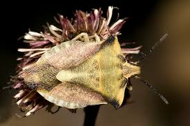 Attēlu rezultāti vaicājumam “Carpocoris sp. nymph”