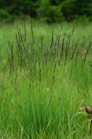 Attēlu rezultāti vaicājumam “Molinia caerulea”