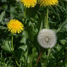 Attēlu rezultāti vaicājumam “Taraxacum officinale aggr. fruit”