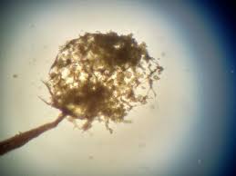 Attēlu rezultāti vaicājumam “Cribraria splendens”