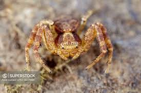 Attēlu rezultāti vaicājumam “Thomisidae”