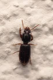 Attēlu rezultāti vaicājumam “Clivina fossor”