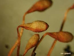 Attēlu rezultāti vaicājumam “Pohlia elongata”