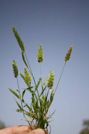 Attēlu rezultāti vaicājumam “Cribraria costata stalked”