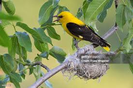 Attēlu rezultāti vaicājumam “Oriolus oriolus male”